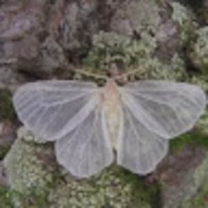 Meet your Posher, Llm